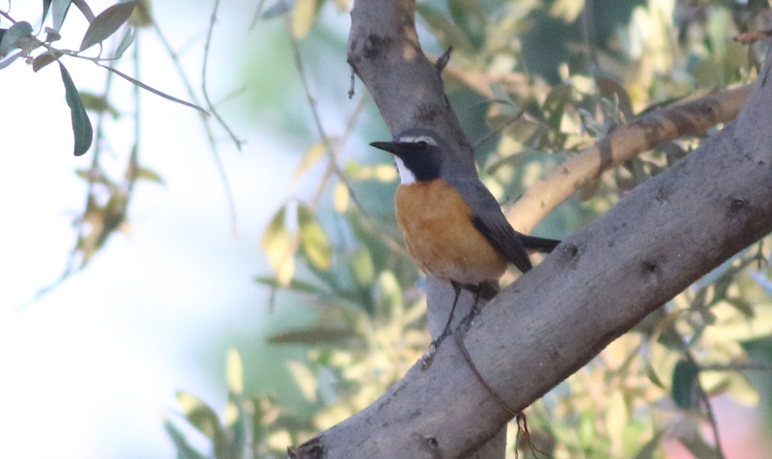 White-throated Robin